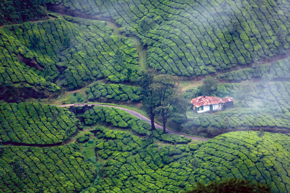 Lost in the embrace of Munnar's misty mountains and lush tea gardens.